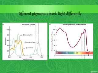 Different pigments absorb light differently
 
