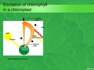 Excited
state
e
Heat
Light
Photon
Light
(fluorescence)
Chlorophyll
molecule
Ground
state
2
(a) Absorption of a photon
Excitation of chlorophyll
in a chloroplast
e
 