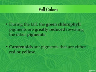 Fall Colors
• During the fall, the green chlorophyll
pigments are greatly reduced revealing
the other pigments.
• Carotenoids are pigments that are either
red or yellow.
 