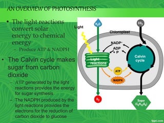 • The Calvin cycle makes
sugar from carbon
dioxide
– ATP generated by the light
reactions provides the energy
for sugar synthesis
– The NADPH produced by the
light reactions provides the
electrons for the reduction of
carbon dioxide to glucose
Light
Chloroplast
Light
reactions
Calvin
cycle
NADP
ADP
+ P
• The light reactions
convert solar
energy to chemical
energy
– Produce ATP & NADPH
AN OVERVIEW OF PHOTOSYNTHESIS
 