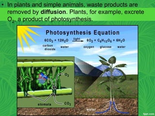 • In plants and simple animals, waste products are
removed by diffusion. Plants, for example, excrete
O2, a product of photosynthesis.
 