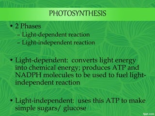 PHOTOSYNTHESIS
• 2 Phases
– Light-dependent reaction
– Light-independent reaction
• Light-dependent: converts light energy
into chemical energy; produces ATP and
NADPH molecules to be used to fuel light-
independent reaction
• Light-independent: uses this ATP to make
simple sugars/ glucose
 