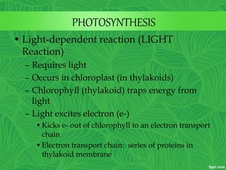 PHOTOSYNTHESIS
• Light-dependent reaction (LIGHT
Reaction)
– Requires light
– Occurs in chloroplast (in thylakoids)
– Chlorophyll (thylakoid) traps energy from
light
– Light excites electron (e-)
•Kicks e- out of chlorophyll to an electron transport
chain
•Electron transport chain: series of proteins in
thylakoid membrane
 