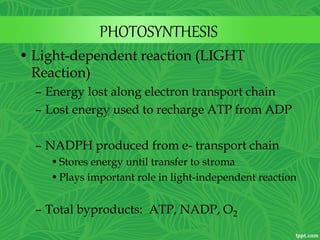 PHOTOSYNTHESIS
• Light-dependent reaction (LIGHT
Reaction)
– Energy lost along electron transport chain
– Lost energy used to recharge ATP from ADP
– NADPH produced from e- transport chain
•Stores energy until transfer to stroma
•Plays important role in light-independent reaction
– Total byproducts: ATP, NADP, O2
 