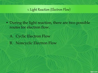 1. Light Reaction (Electron Flow)
• During the light reaction, there are two possible
routes for electron flow.
A. Cyclic Electron Flow
B. Noncyclic Electron Flow
 