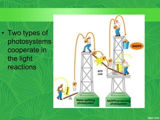 Water-splitting
photosystem
NADPH-producing
photosystem
ATP
mill
• Two types of
photosystems
cooperate in
the light
reactions
 