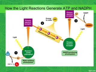 2 H + 1/2
Water-splitting
photosystem
Reaction-
center
chlorophyll
Light
Primary
electron
acceptor
Energy
to make
Primary
electron
acceptor
Primary
electron
acceptor
NADPH-producing
photosystem
Light
NADP
1
2
3
How the Light Reactions Generate ATP and NADPH
 