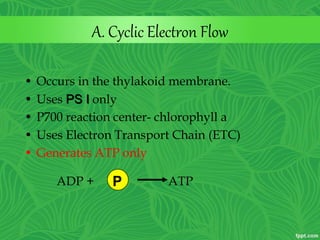 A. Cyclic Electron Flow
• Occurs in the thylakoid membrane.
• Uses PS I only
• P700 reaction center- chlorophyll a
• Uses Electron Transport Chain (ETC)
• Generates ATP only
ADP + ATPP
 