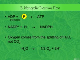 B. Noncyclic Electron Flow
• ADP +  ATP
• NADP+ + H  NADPH
• Oxygen comes from the splitting of H2O,
not CO2
H2O  1/2 O2 + 2H+
P
(Reduced)
 