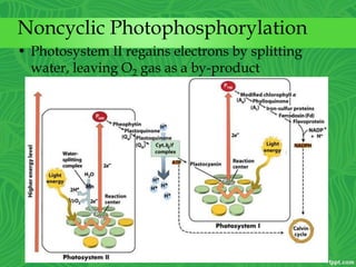 Noncyclic Photophosphorylation
• Photosystem II regains electrons by splitting
water, leaving O2 gas as a by-product
 