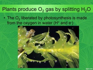 • The O2 liberated by photosynthesis is made
from the oxygen in water (H+ and e-)
Plants produce O2 gas by splitting H2O
 