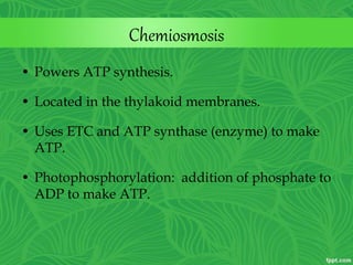 Chemiosmosis
• Powers ATP synthesis.
• Located in the thylakoid membranes.
• Uses ETC and ATP synthase (enzyme) to make
ATP.
• Photophosphorylation: addition of phosphate to
ADP to make ATP.
 