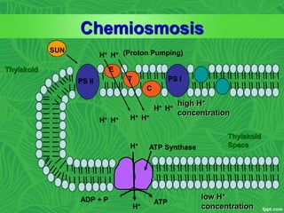 Chemiosmosis
H+ H+
ATP Synthase
H+ H+ H+ H+
H+ H+
high H+
concentration
H+
ADP + P ATP
PS II PS I
E
T
C
low H+
concentration
H+
Thylakoid
Space
Thylakoid
SUN (Proton Pumping)
 
