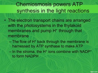 • The electron transport chains are arranged
with the photosystems in the thylakoid
membranes and pump H+ through that
membrane
– The flow of H+ back through the membrane is
harnessed by ATP synthase to make ATP
– In the stroma, the H+ ions combine with NADP+
to form NADPH
Chemiosmosis powers ATP
synthesis in the light reactions
 