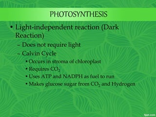 PHOTOSYNTHESIS
• Light-independent reaction (Dark
Reaction)
– Does not require light
– Calvin Cycle
•Occurs in stroma of chloroplast
•Requires CO2
•Uses ATP and NADPH as fuel to run
•Makes glucose sugar from CO2 and Hydrogen
 