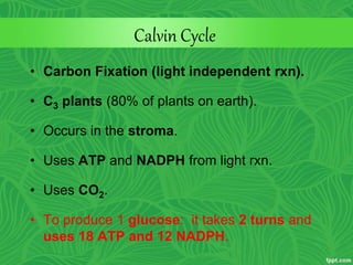 Calvin Cycle
• Carbon Fixation (light independent rxn).
• C3 plants (80% of plants on earth).
• Occurs in the stroma.
• Uses ATP and NADPH from light rxn.
• Uses CO2.
• To produce 1 glucose: it takes 2 turns and
uses 18 ATP and 12 NADPH.
 
