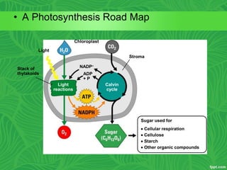 • A Photosynthesis Road Map
Chloroplast
Light
Stack of
thylakoids ADP
+ P
NADP
Stroma
Light
reactions
Calvin
cycle
Sugar used for
 Cellular respiration
 Cellulose
 Starch
 Other organic compounds
 