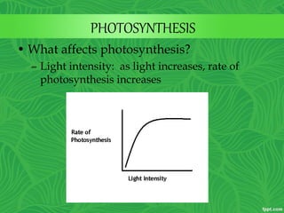 PHOTOSYNTHESIS
• What affects photosynthesis?
– Light intensity: as light increases, rate of
photosynthesis increases
 