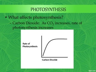 PHOTOSYNTHESIS
• What affects photosynthesis?
– Carbon Dioxide: As CO2 increases, rate of
photosynthesis increases
 