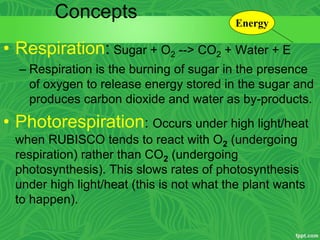Concepts
• Respiration: Sugar + O2 --> CO2 + Water + E
– Respiration is the burning of sugar in the presence
of oxygen to release energy stored in the sugar and
produces carbon dioxide and water as by-products.
• Photorespiration: Occurs under high light/heat
when RUBISCO tends to react with O2 (undergoing
respiration) rather than CO2 (undergoing
photosynthesis). This slows rates of photosynthesis
under high light/heat (this is not what the plant wants
to happen).
Energy
 