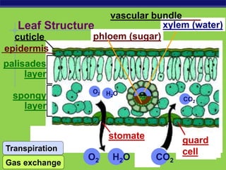 AP Biology
Leaf Structure
H2O
CO2
O2 H2O
phloem (sugar)
xylem (water)
stomate guard
cell
palisades
layer
spongy
layer
cuticle
epidermis
O2 CO2
Transpiration
vascular bundle
Gas exchange
 