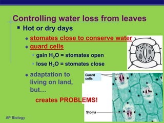 AP Biology
Controlling water loss from leaves
 Hot or dry days
 stomates close to conserve water
 guard cells
 gain H2O = stomates open
 lose H2O = stomates close
 adaptation to
living on land,
but…
creates PROBLEMS!
 