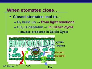 AP Biology
When stomates close…
xylem
(water)
phloem
(sugars)
H2O
O2 CO2
 Closed stomates lead to…
 O2 build up  from light reactions
 CO2 is depleted  in Calvin cycle
 causes problems in Calvin Cycle

 