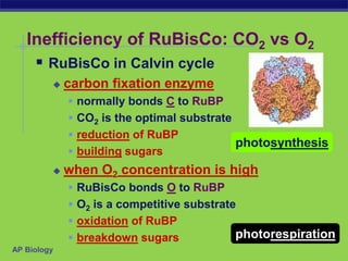 AP Biology
Inefficiency of RuBisCo: CO2 vs O2
 RuBisCo in Calvin cycle
 carbon fixation enzyme
 normally bonds C to RuBP
 CO2 is the optimal substrate
 reduction of RuBP
 building sugars
 when O2 concentration is high
 RuBisCo bonds O to RuBP
 O2 is a competitive substrate
 oxidation of RuBP
 breakdown sugars
photosynthesis
photorespiration
 