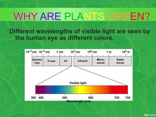 Different wavelengths of visible light are seen by
the human eye as different colors.
WHY ARE PLANTS GREEN?
Gamma
rays
X-rays UV Infrared
Micro-
waves
Radio
waves
Visible light
Wavelength (nm)
 