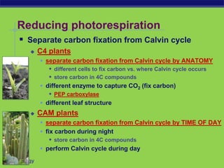 AP Biology
Reducing photorespiration
 Separate carbon fixation from Calvin cycle
 C4 plants
 separate carbon fixation from Calvin cycle by ANATOMY
 different cells to fix carbon vs. where Calvin cycle occurs
 store carbon in 4C compounds
 different enzyme to capture CO2 (fix carbon)
 PEP carboxylase
 different leaf structure
 CAM plants
 separate carbon fixation from Calvin cycle by TIME OF DAY
 fix carbon during night
 store carbon in 4C compounds
 perform Calvin cycle during day
 