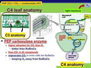 AP Biology
C4 leaf anatomy
PEP (3C) + CO2  oxaloacetate (4C)
CO2
CO2
O2
light reactions
C4 anatomy
C3 anatomy
 PEP carboxylase enzyme
 higher attraction for CO2 than O2
 better than RuBisCo
 fixes CO2 in 4C compounds
 regenerates CO2 in inner cells for RuBisCo
 keeping O2 away from RuBisCo
bundle
sheath
cell RuBisCo
PEP
carboxylase
stomate
 