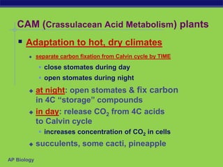 AP Biology
CAM (Crassulacean Acid Metabolism) plants
 Adaptation to hot, dry climates
 separate carbon fixation from Calvin cycle by TIME
 close stomates during day
 open stomates during night
 at night: open stomates & fix carbon
in 4C “storage” compounds
 in day: release CO2 from 4C acids
to Calvin cycle
 increases concentration of CO2 in cells
 succulents, some cacti, pineapple
 