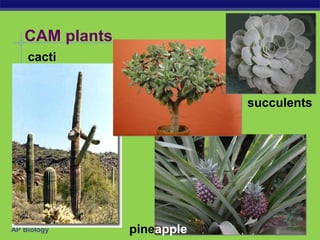AP Biology
CAM plants
succulents
cacti
pineapple
 