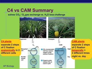 AP Biology
C4 vs CAM Summary
C4 plants
separate 2 steps
of C fixation
anatomically in 2
different cells
CAM plants
separate 2 steps
of C fixation
temporally =
2 different times
night vs. day
solves CO2 / O2 gas exchange vs. H2O loss challenge
 