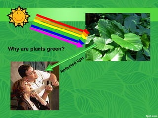 Why are plants green?
 