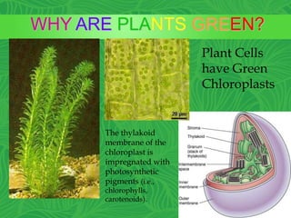 WHY ARE PLANTS GREEN?
Plant Cells
have Green
Chloroplasts
The thylakoid
membrane of the
chloroplast is
impregnated with
photosynthetic
pigments (i.e.,
chlorophylls,
carotenoids).
 