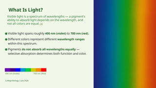 What Is Light?
Visible light is a spectrum of wavelengths — a pigment's
ability to absorb light depends on the wavelength, and
not all colors are equal. [3]
400 nm (Violet) 700 nm (Red)
College Biology | July 2026
●Visible light spans roughly 400 nm (violet) to 700 nm (red).
●Different colors represent different wavelength ranges
within this spectrum.
●Pigments do not absorb all wavelengths equally —
selective absorption determines both function and color.
 