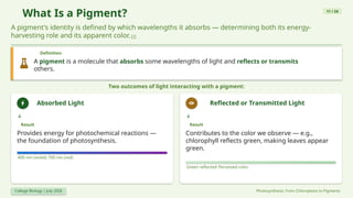 What Is a Pigment? 11 / 24
A pigment's identity is defined by which wavelengths it absorbs — determining both its energy-
harvesting role and its apparent color.[1]
Definition
A pigment is a molecule that absorbs some wavelengths of light and reflects or transmits
others.
Two outcomes of light interacting with a pigment:
Absorbed Light
Result
Provides energy for photochemical reactions —
the foundation of photosynthesis.
400 nm (violet) 700 nm (red)
Reflected or Transmitted Light
Result
Contributes to the color we observe — e.g.,
chlorophyll reflects green, making leaves appear
green.
Green reflected Perceived color
College Biology | July 2026 Photosynthesis: From Chloroplasts to Pigments
 