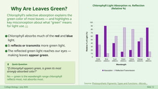 Why Are Leaves Green?
Chlorophyll's selective absorption explains the
green color of most leaves — and highlights a
key misconception about what "green" means
for light use. [1]
Quick Question
"If chlorophyll appears green, is green its most
strongly absorbed color?"
No — green is the wavelength range chlorophyll
reflects most, not absorbs most.
Chlorophyll Light Absorption vs. Reflection
(Relative %)
Source: Photosynthetic Pigments: Types and Functions - Microb...
College Biology | July 2026 Slide 12
●Chlorophyll absorbs much of the red and blue
light.
●It reflects or transmits more green light.
●The reflected green light reaches our eyes —
making leaves appear green.
Violet
(400nm)
Blue
(450nm)
Cyan
(490nm)
Green
(540nm)
Yellow
(580nm)
Orange
(620nm)
Red
(680nm)
0
10
20
30
40
50
60
70
80
90
100
Absorption Reflection/Transmission
Wavelength
Relative
%
of
Light
(%)
 