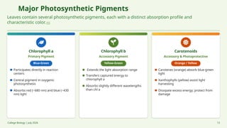 Major Photosynthetic Pigments
Leaves contain several photosynthetic pigments, each with a distinct absorption profile and
characteristic color. [1]
Chlorophyll a
Primary Pigment
Blue-Green
Participates directly in reaction
centers
Central pigment in oxygenic
photosynthesis
Absorbs red (~680 nm) and blue (~430
nm) light
Chlorophyll b
Accessory Pigment
Yellow-Green
Extends the light absorption range
Transfers captured energy to
chlorophyll a
Absorbs slightly different wavelengths
than chl a
Carotenoids
Accessory & Photoprotective
Orange / Yellow
Carotenes (orange) absorb blue-green
light
Xanthophylls (yellow) assist light
harvesting
Dissipate excess energy; protect from
damage
College Biology | July 2026 13
 