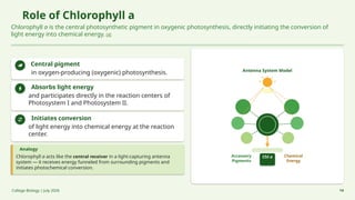 Role of Chlorophyll a
Chlorophyll a is the central photosynthetic pigment in oxygenic photosynthesis, directly initiating the conversion of
light energy into chemical energy. [4]
Central pigment
in oxygen-producing (oxygenic) photosynthesis.
Absorbs light energy
and participates directly in the reaction centers of
Photosystem I and Photosystem II.
Initiates conversion
of light energy into chemical energy at the reaction
center.
Analogy
Chlorophyll a acts like the central receiver in a light-capturing antenna
system — it receives energy funneled from surrounding pigments and
initiates photochemical conversion.
Antenna System Model
Accessory
Pigments
Chl a Chemical
Energy
College Biology | July 2026 14
 