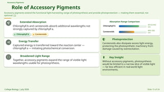 Accessory Pigments
Role of Accessory Pigments
Accessory pigments extend the functional light-harvesting range of photosynthesis and provide photoprotection — making them essential, not
optional. [1]
Extended Absorption
Chlorophyll b and carotenoids absorb additional wavelengths not
strongly captured by chlorophyll a.
Chlorophyll b Carotenoids
Energy Transfer
Captured energy is transferred toward the reaction center —
chlorophyll a — initiating photochemical conversion.
Broadened Light Range
Together, accessory pigments expand the range of visible light
wavelengths usable for photosynthesis.
Absorption Range Comparison
Chlorophyll b
453 & 642
nm
Carotenoids
400–500
nm
Photoprotection
Carotenoids also dissipate excess light energy,
protecting the photosynthetic machinery from
damage caused by overexcitation.
Key Insight
Without accessory pigments, photosynthesis
would be limited to a narrow slice of visible light
— far less efficient in real-world light
environments.
College Biology | July 2026 Slide 15 of 24
 