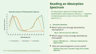 Source: 8.5: The Light-Dependent Reactions of Photosynthesis ...
Reading an Absorption
Spectrum
An absorption spectrum shows which
wavelengths each pigment absorbs — together,
multiple pigments cover more of the visible
spectrum. [3]
Discussion Questions
Which colors are strongly absorbed by
chlorophyll a?
Blue (~430 nm) and red (~680 nm)
Which region is less strongly absorbed by
chlorophyll?
Green (~500–600 nm) — reflected, making leaves
appear green
Why are several pigment curves useful?
Together they cover a broader range of the visible
spectrum
400
420
440
460
480
500
520
540
560
580
600
620
640
660
680
700
0.0
0.1
0.2
0.3
0.4
0.5
0.6
0.7
0.8
0.9
1.0
Absorption Spectra of Photosynthetic Pigments
Chlorophyll a Chlorophyll b Carotenoids
Wavelength (nm)
Light
Absorption
(relative)
 