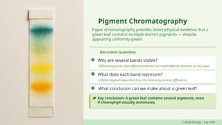 Pigment Chromatography
Paper chromatography provides direct physical evidence that a
green leaf contains multiple distinct pigments — despite
appearing uniformly green.
Discussion Questions
Why are several bands visible?
Different pigments have different polarities and travel different distances up the paper.
What does each band represent?
A distinct pigment separated from the mixture by polarity differences.
What conclusion can we make about a green leaf?
Key conclusion: A green leaf contains several pigments, even
if chlorophyll visually dominates.
College Biology | July 2026
 