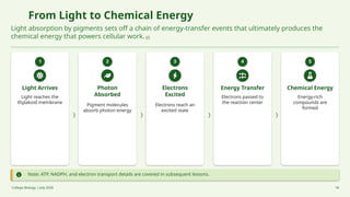 From Light to Chemical Energy
Light absorption by pigments sets off a chain of energy-transfer events that ultimately produces the
chemical energy that powers cellular work.[4]
1
Light Arrives
Light reaches the
thylakoid membrane
2
Photon
Absorbed
Pigment molecules
absorb photon energy
3
Electrons
Excited
Electrons reach an
excited state
4
Energy Transfer
Electrons passed to
the reaction center
5
Chemical Energy
Energy-rich
compounds are
formed
Note: ATP, NADPH, and electron transport details are covered in subsequent lessons.
College Biology | July 2026 18
 