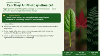 Application Challenge
Can They All Photosynthesize?
Apply pigment and chloroplast concepts to unfamiliar cases — does
leaf color determine photosynthetic ability?
Discussion Question
Can all three plants perform photosynthesis? What
evidence or reasoning supports your answer?
Expected Ideas
Non-green leaves may still contain chlorophyll — other pigments can mask its
green color.
Red or purple color often comes from anthocyanins or high carotenoid
content, not the absence of chlorophyll.
Shade-adapted plants may have altered pigment composition or higher
pigment abundance to capture limited light.
College Biology | July 2026
1. Green Leaf
(Spinach)
2. Red Leaf
(Japanese Maple)
3. Shade Plant
(Fern)
 