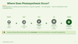 Where Does Photosynthesis Occur?
Photosynthesis is a cellular process localized to a specific organelle — the chloroplast — found in abundance in leaf
mesophyll cells. [2]
Organism Organ Tissue Cell Organelle
Plant
Whole
organism
Leaf
Photosynthetic
organ
Mesophyll
Tissue
Interior leaf
layers
Plant Cell
Eukaryotic cell
with
organelles
Chloroplast
Site of
photosynthesis
In plants, photosynthesis takes place inside chloroplasts , which are abundant in many leaf mesophyll cells.
College Biology | July 2026 5
 
