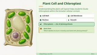 Plant Cell and Chloroplast
Understanding the plant cell layout helps students locate
chloroplasts within the broader cellular context.
Cell Wall Cell Membrane
Nucleus Vacuole
Chloroplasts — site of photosynthesis
"Which labeled structure is directly associated with photosynthesis?"
Quick Check
College Biology | July 2026 Slide 6
 