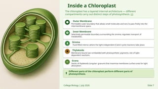 Inside a Chloroplast
The chloroplast has a layered internal architecture — different
compartments carry out distinct steps of photosynthesis. [2]
Outer Membrane
Permeable outer boundary that allows small molecules and ions to pass freely into the
intermembrane space.
Inner Membrane
Selectively permeable boundary surrounding the stroma; regulates transport of
metabolites.
Stroma
Fluid-filled interior where the light-independent (Calvin cycle) reactions take place.
Thylakoids
Membrane-bound sacs embedded with photosynthetic pigments; site of light-
dependent reactions.
Grana
Stacks of thylakoids (singular: granum) that maximize membrane surface area for light
absorption.
Different parts of the chloroplast perform different parts of
photosynthesis.
College Biology | July 2026 Slide 7
 