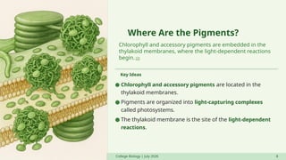 Where Are the Pigments?
Chlorophyll and accessory pigments are embedded in the
thylakoid membranes, where the light-dependent reactions
begin. [2]
Key Ideas
College Biology | July 2026 8
● Chlorophyll and accessory pigments are located in the
thylakoid membranes.
● Pigments are organized into light-capturing complexes
called photosystems.
● The thylakoid membrane is the site of the light-dependent
reactions.
 